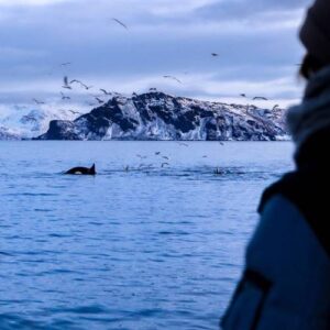 Stille hvalsafari med Brim Explorer